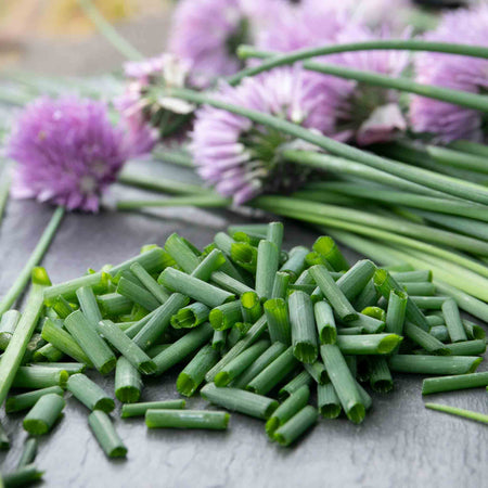 Chive Plant