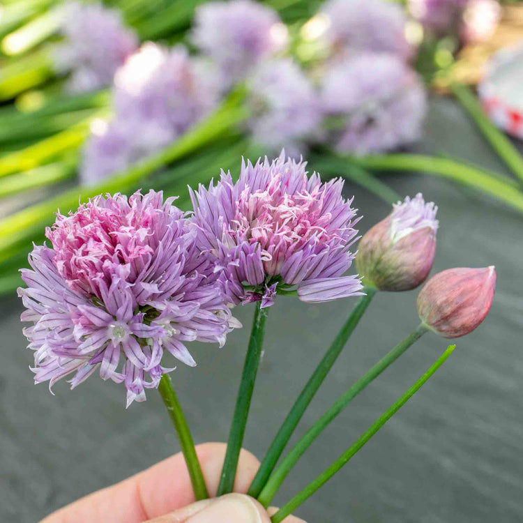 Chive Plant