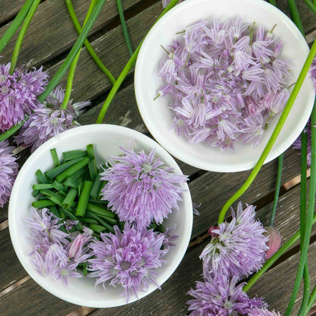 Chive Plant