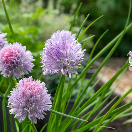 Chive Plant