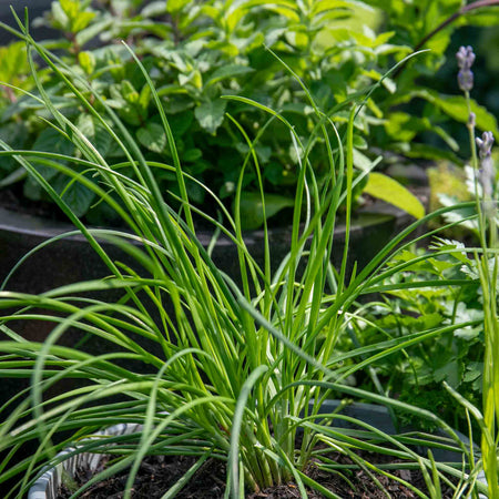 Chive Plant 'Garlic Allium Tuberosum'