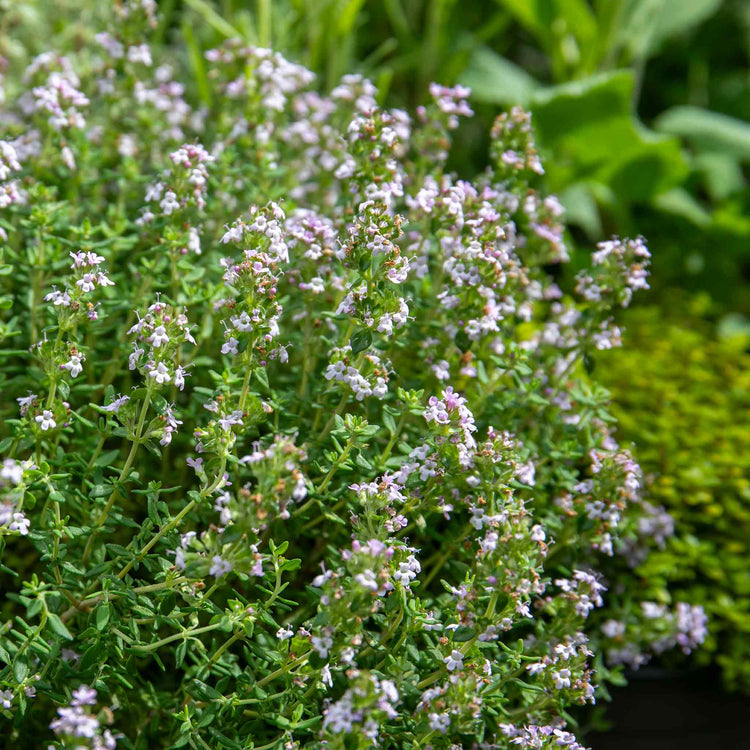 Thyme Plant 'Common'