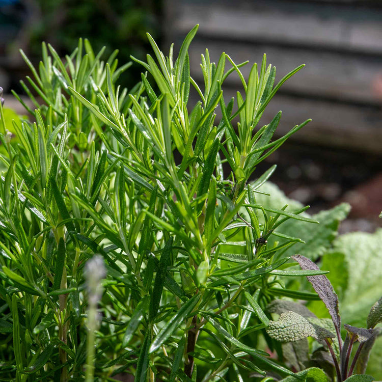 Rosemary Plant 'Salvia Rosmarinus'