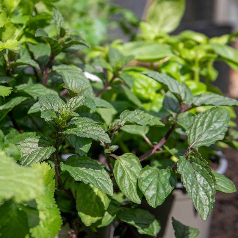 Mint Plant 'Peppermint'