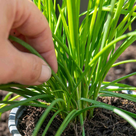 Chive Plant