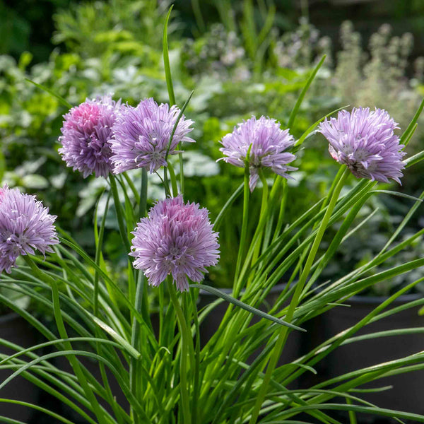 Chive Plant