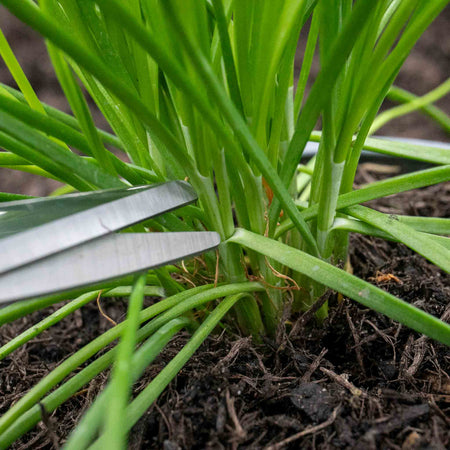 Chives Seeds 'Fine Leaved'