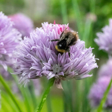 Chives Seeds 'Fine Leaved'