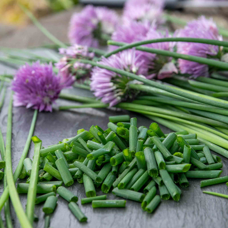 Chives Seeds 'Fine Leaved'