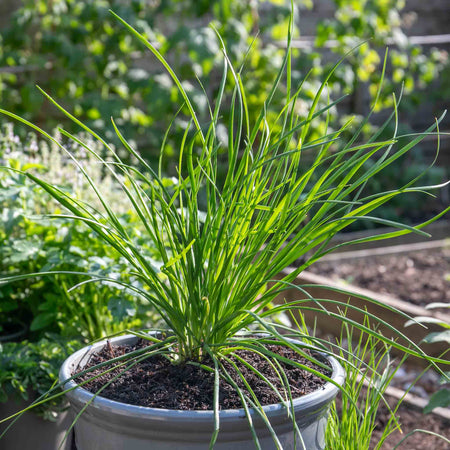 Chives Seeds 'Fine Leaved'