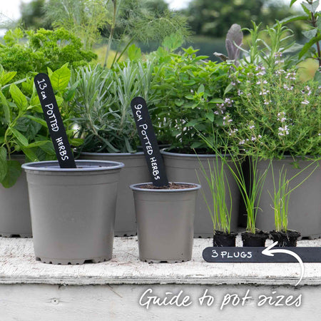 Chive Plant 'Garlic Allium Tuberosum'