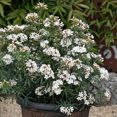 Choisya 'Scented Gem'