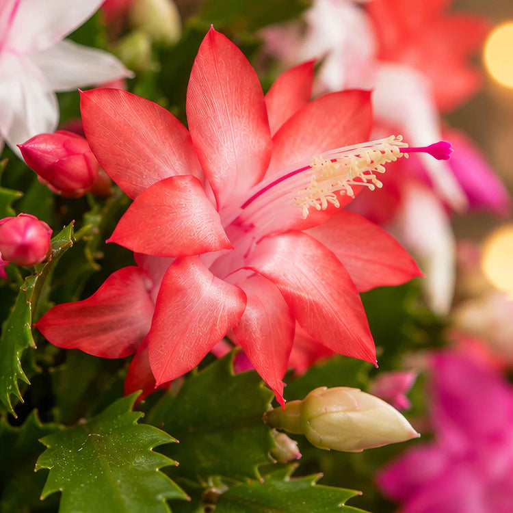 Christmas Cactus