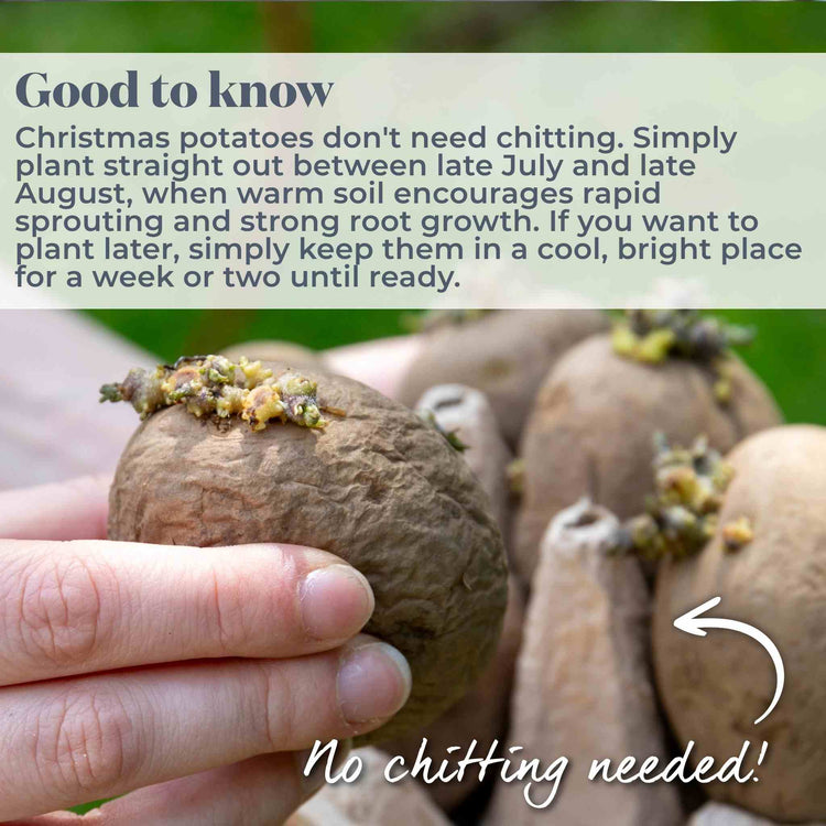 Seed Potato 'Maris Peer' Christmas Harvest