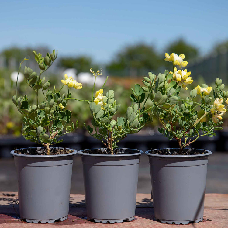 Coronilla 'Glauca Citrina'