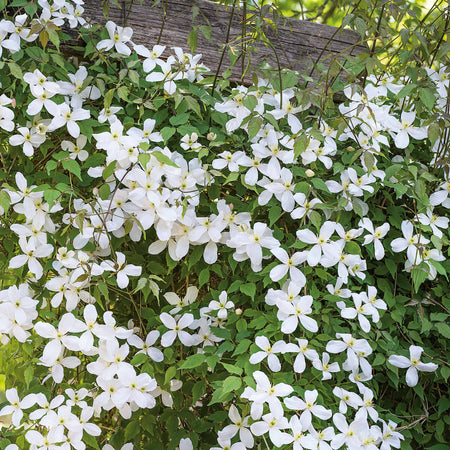 Clematis 'Grandiflora'