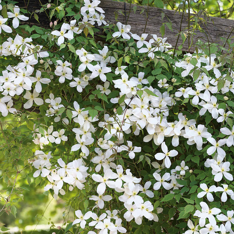 Clematis 'Grandiflora'