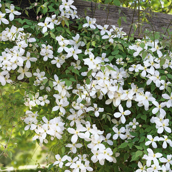 Clematis 'Grandiflora'