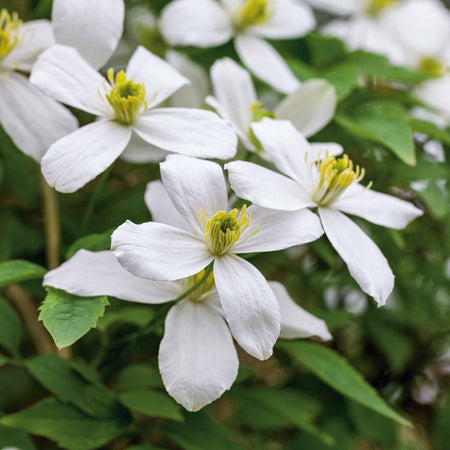 Clematis 'Grandiflora'