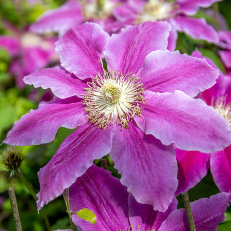 Clematis 'Bees Jubilee'