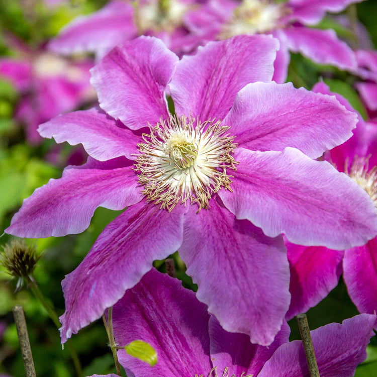 Clematis 'Bees Jubilee'