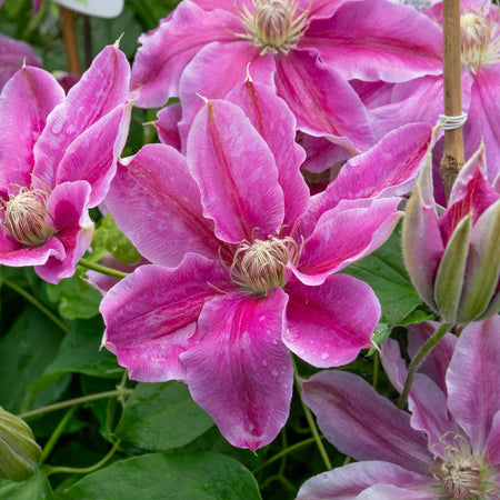 Clematis 'Bees Jubilee'