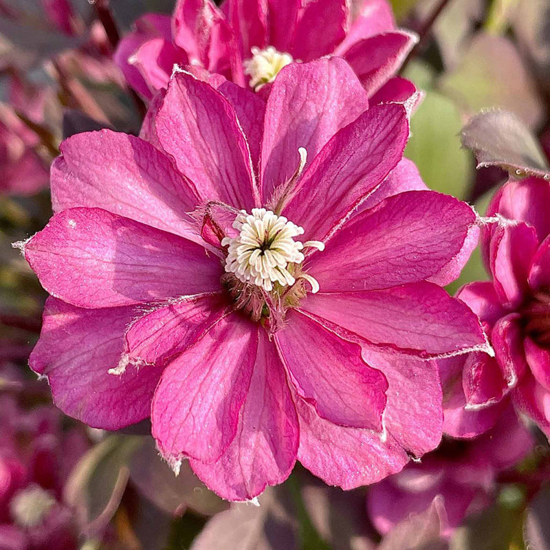 Clematis Raspberry Ruffle Clematis montana 'Double Rasberry Truffle' | Marshalls Garden