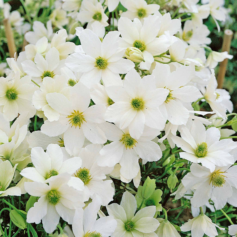 Clematis 'Early Sensation'