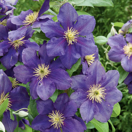 Clematis Plant 'General Sikorski'