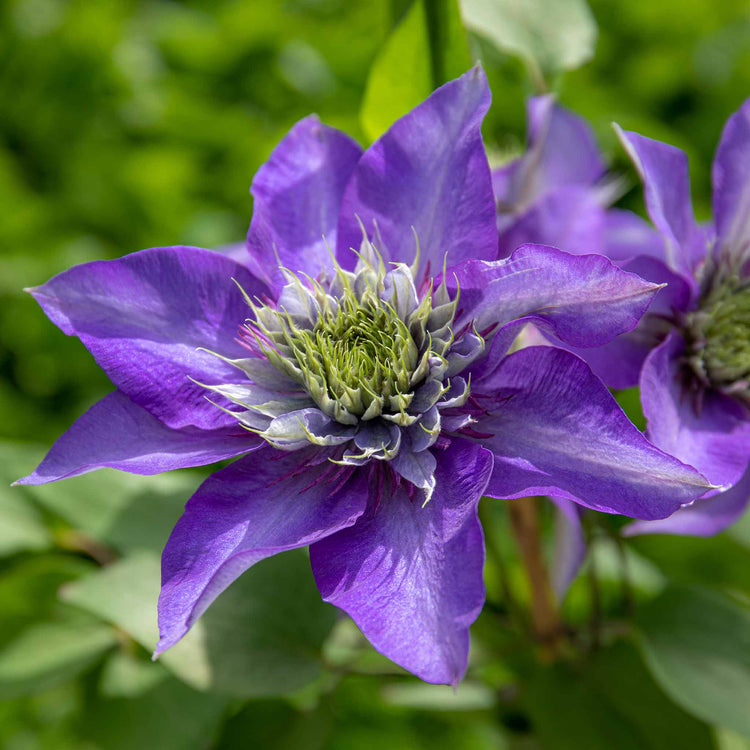 Clematis 'Multi Blue'