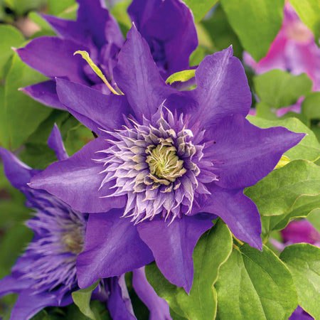 Clematis 'Multi Blue'