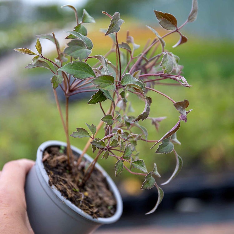 Clematis montana 'Rosebud'