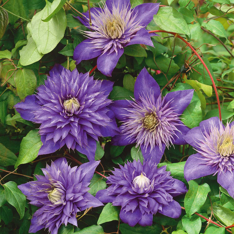Clematis 'Multi Blue'