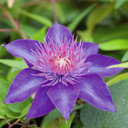 Clematis 'Multi Blue'