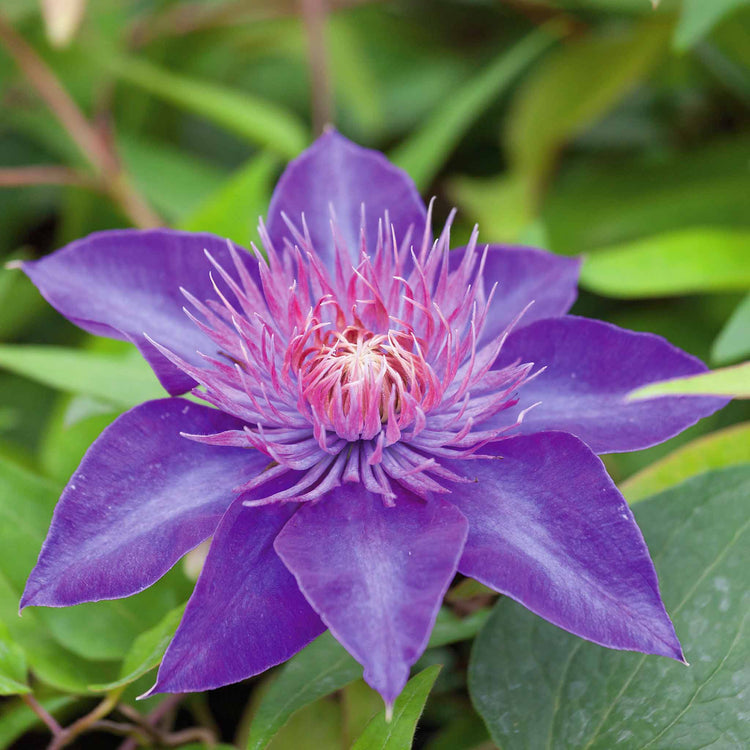 Clematis 'Multi Blue'