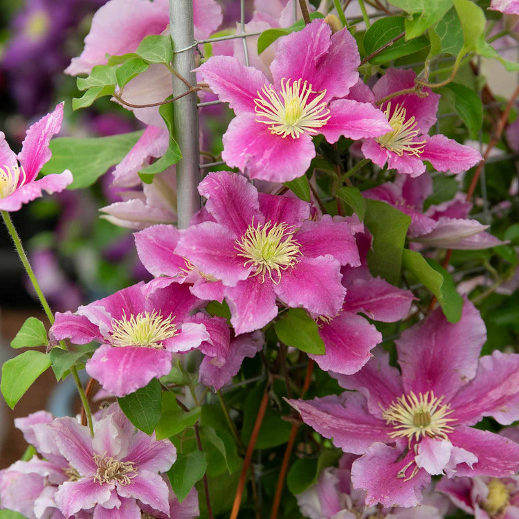 Clematis Hybrid 'Piilu'