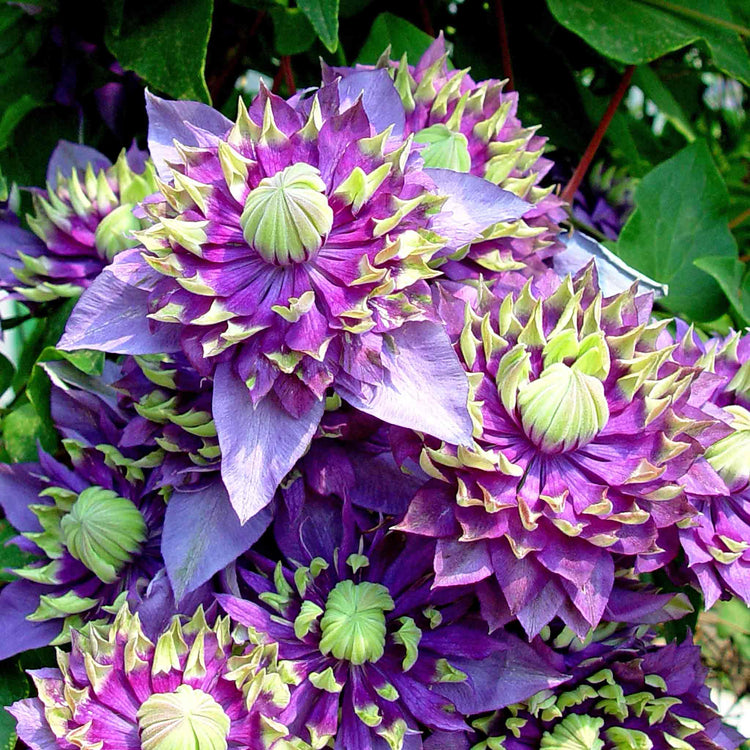 Clematis Plant 'Taiga'