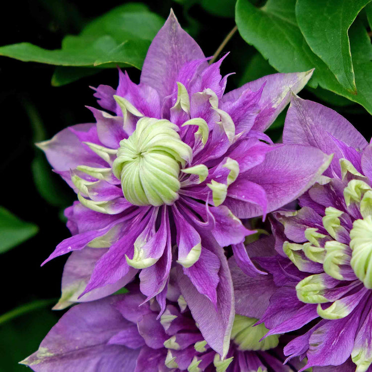 Clematis Plant 'Taiga'