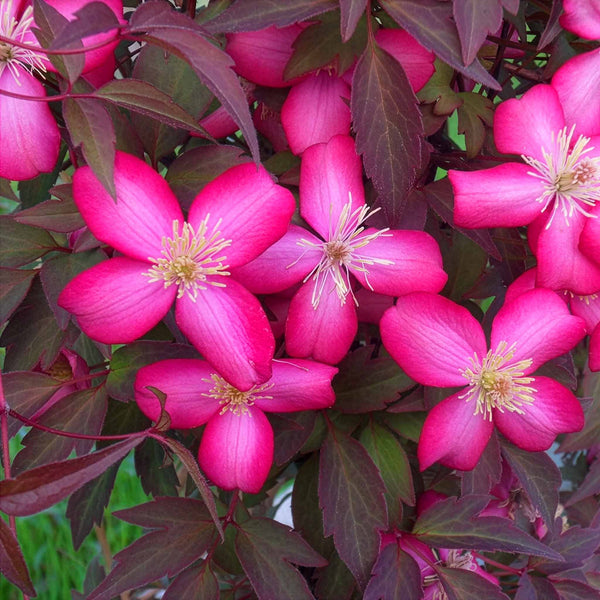 Clematis montana 'Red Velvet Truffle'