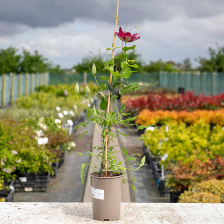 Clematis 'Westerplatte'