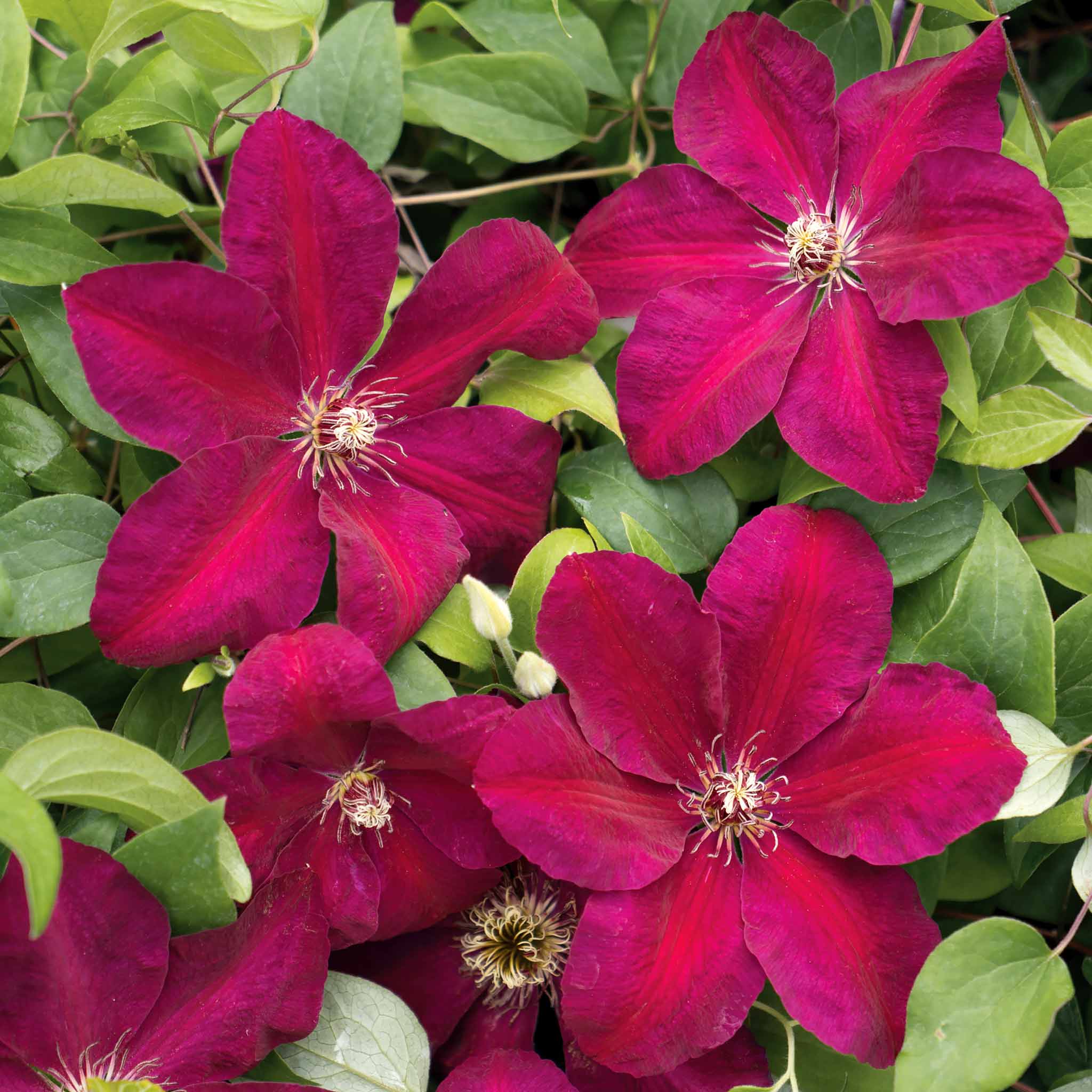 Clematis Westerplatte