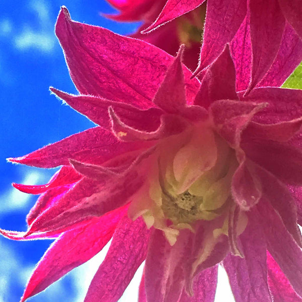 Clematis alpina 'Imke'