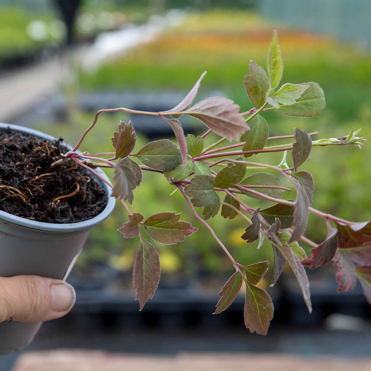 Clematis Raspberry Double Clematis montana 'Double Rasberry Truffle' | Marshalls Garden