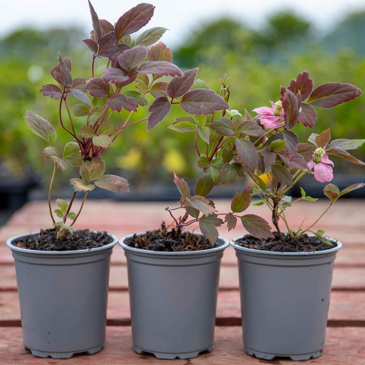 clematis house plant Clematis montana 'Double Rasberry Truffle'