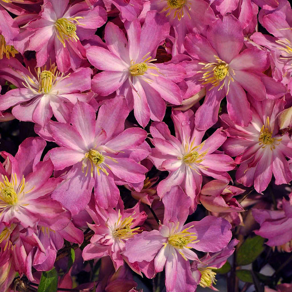 Clematis montana 'Rosebud'