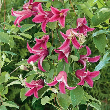 Clematis 'Texensis Princess Diana'