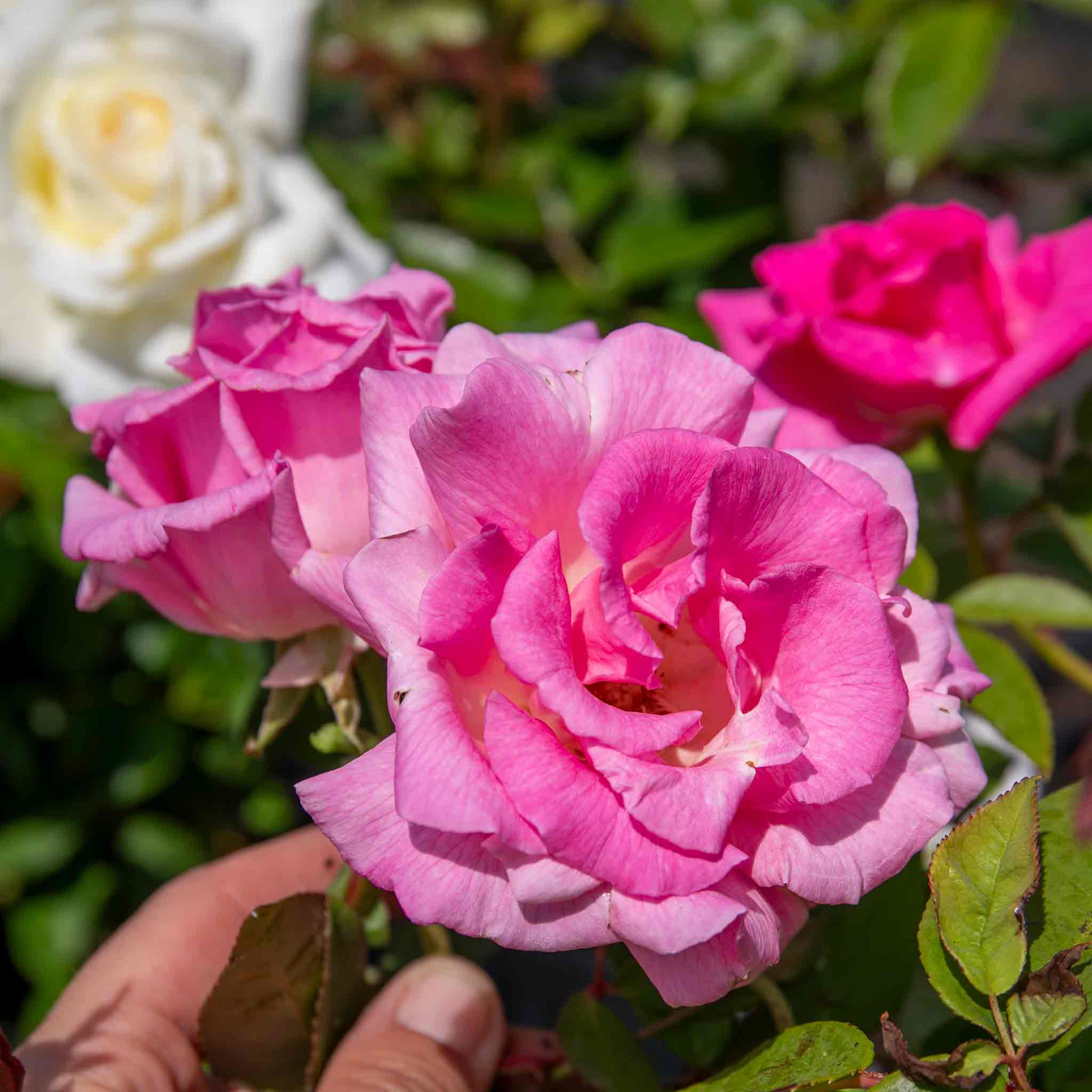 Climbing Rose Plant 'Zephirine Drouhin' | Marshalls Garden
