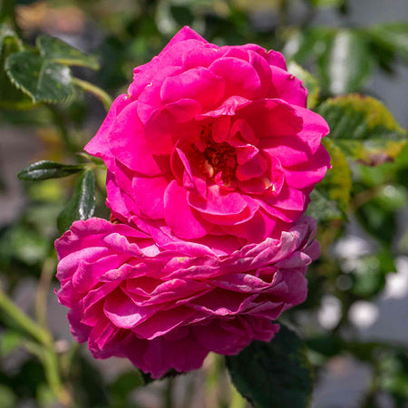 Climbing Rose Plant 'Starlight Express'