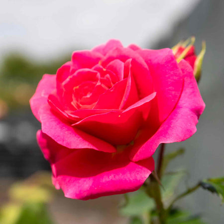 Climbing Rose Plant 'Starlight Express'