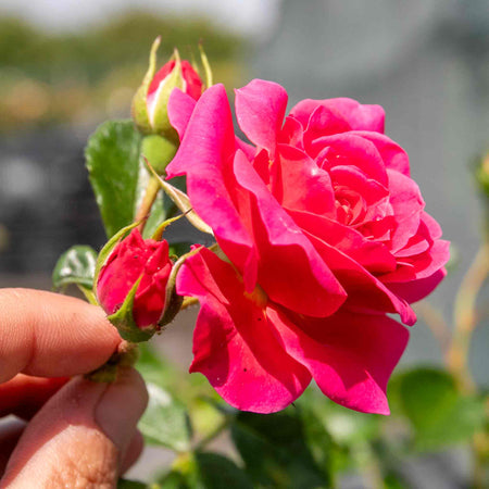 Climbing Rose Plant 'Starlight Express'